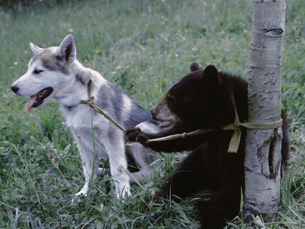 Nikki Wild Dog Of The North 1961 Jack C Couffer Don